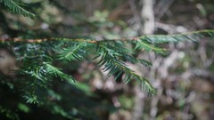 Taxus globosa
