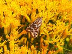 Loxostege cereralis