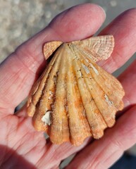 Nodipecten nodosus
