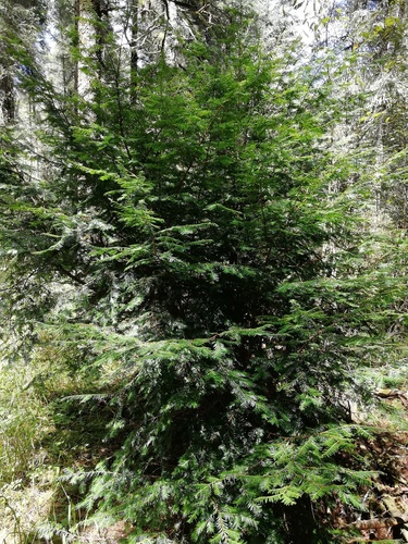 Mexican yew