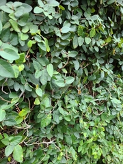 Ficus pumila