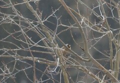 Leucosticte tephrocotis
