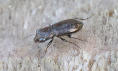 Notiophilus palustris