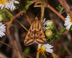 Loxostege cereralis