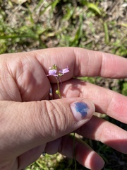 Nuttallanthus canadensis