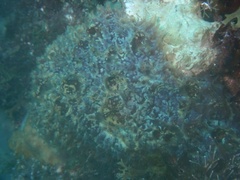 Mycale laxissima