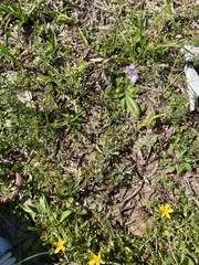 Nuttallanthus canadensis