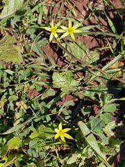 Gagea commutata