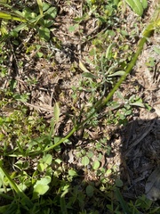 Nuttallanthus canadensis