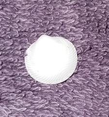 Divalinga quadrisulcata