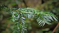 Taxus globosa