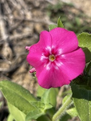 Phlox drummondii