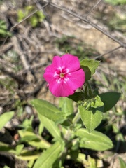 Phlox drummondii