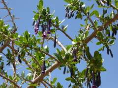 Dunalia brachyacantha