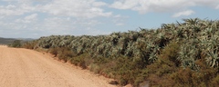 Aloe arborescens