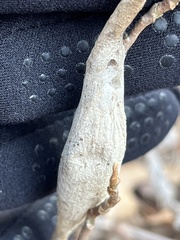 Callosamia promethea