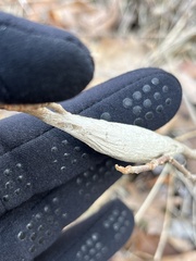 Callosamia promethea