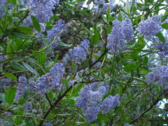 Ceanothus
