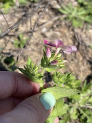 Phlox drummondii