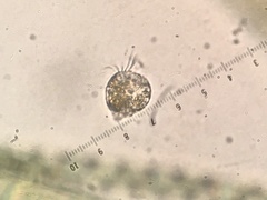 Spirotrichea