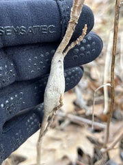 Callosamia promethea