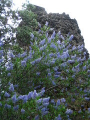Ceanothus