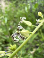 Caulanthus heterophyllus