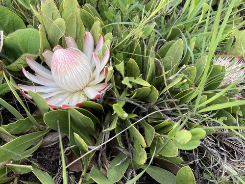 Protea humifusa image