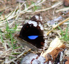 Junonia oenone oenone
