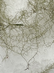 Usnea cavernosa