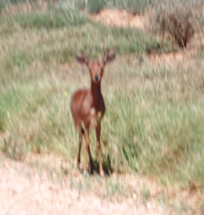 Raphicerus campestris campestris