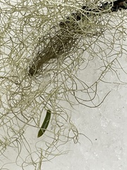 Usnea cavernosa