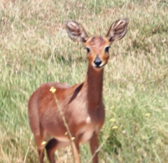 Raphicerus campestris campestris