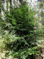 Taxus globosa