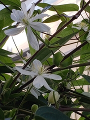 Clematis armandii