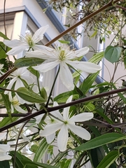 Clematis armandii