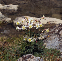 Aquilegia pubescens