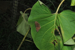 Riodinidae
