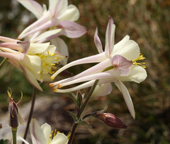 Aquilegia pubescens