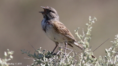 Artemisiospiza belli