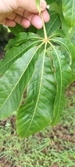 Aesculus indica