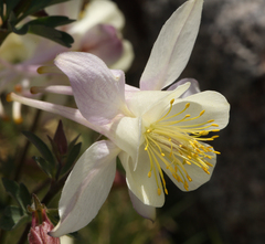 Aquilegia pubescens
