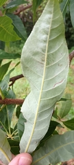 Aesculus indica