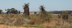 Aloe ferox