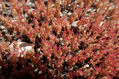 Sedum cespitosum