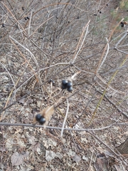 Rhodotypos