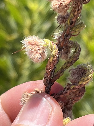 Image of Erica senilis by (c) Charleen Brunke, some rights reserved (CC BY)