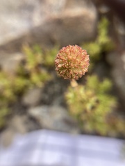 Acaena glabra