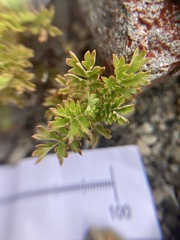 Acaena glabra