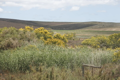 Phragmites australis australis